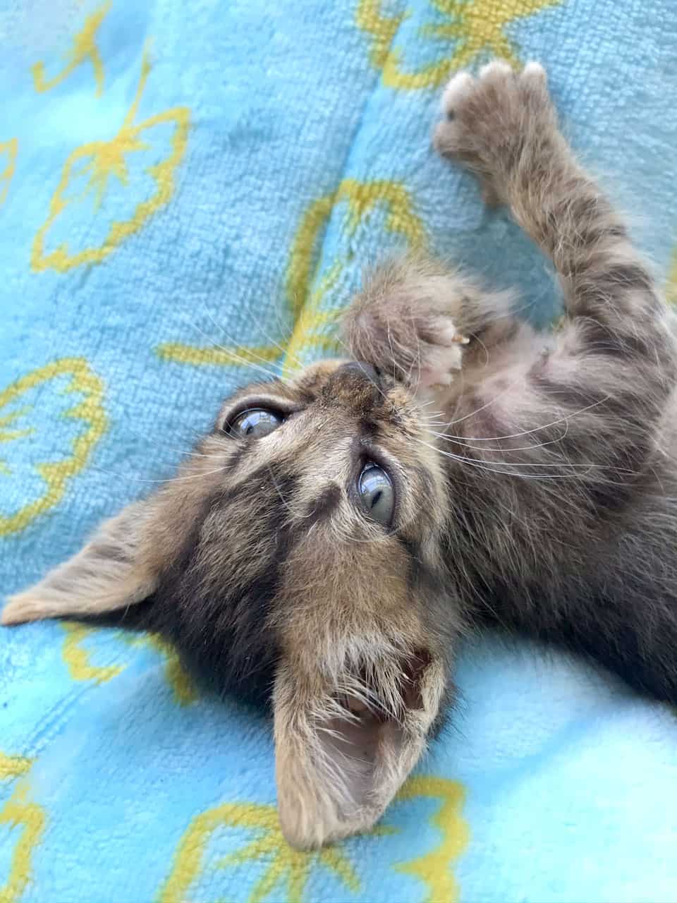 Kitten auf Kuscheldecke