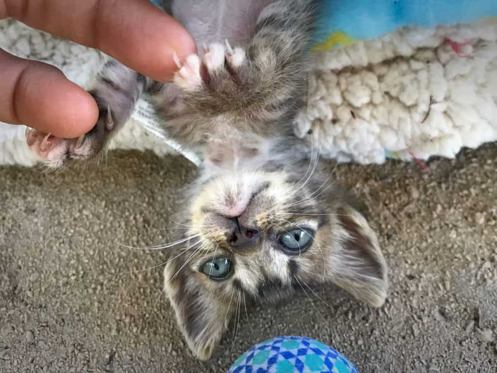 Tabby Kitten klein