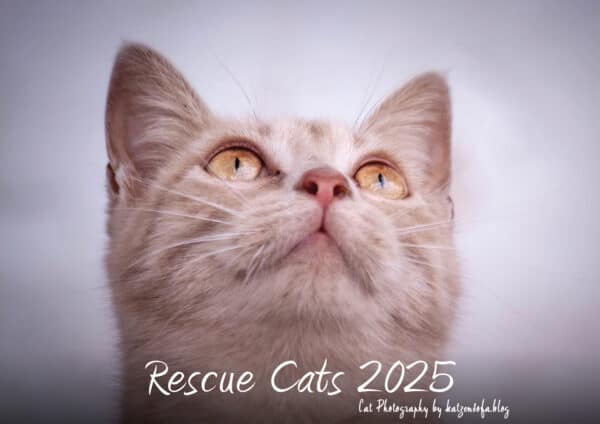 RescueCats 2025 – Cover