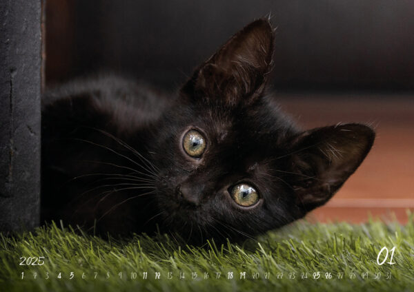 Katzen-Kalender 2025 «Rescue Cats» A3 - Image 2