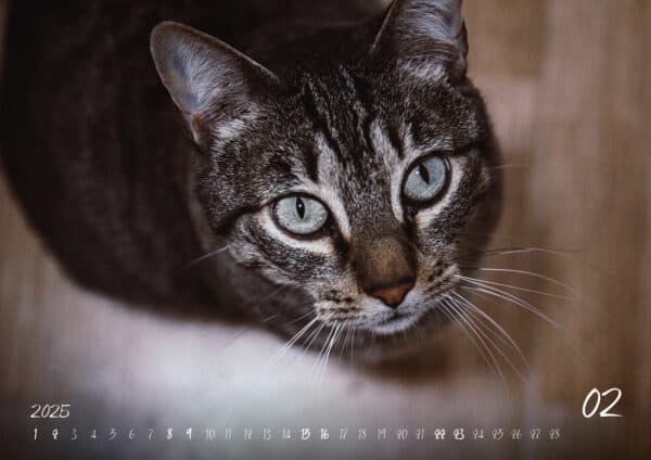 Katzen-Kalender 2025 «Rescue Cats» A3 - Image 3