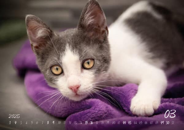Katzen-Kalender 2025 «Rescue Cats» A3 - Image 4