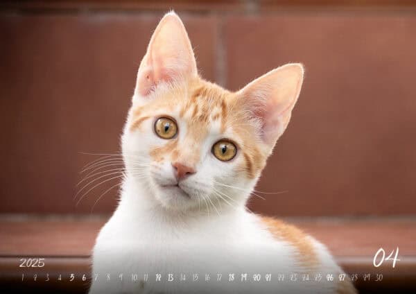 Katzen-Kalender 2025 «Rescue Cats» A3 - Image 5