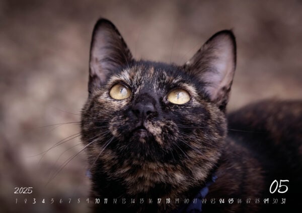 Katzen-Kalender 2025 «Rescue Cats» A3 - Image 6