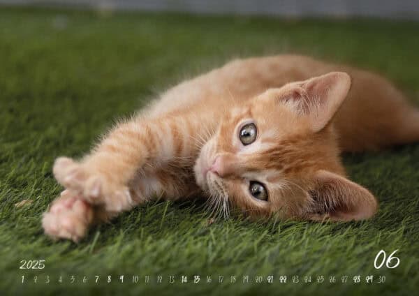 Katzen-Kalender 2025 «Rescue Cats» A3 - Image 7