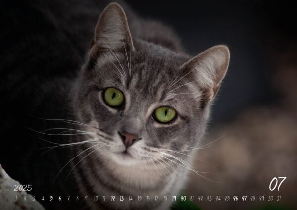Katzen-Kalender 2025 «Rescue Cats» A3 - Image 8