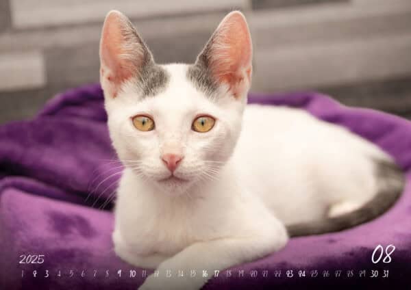 Katzen-Kalender 2025 «Rescue Cats» A3 - Image 9