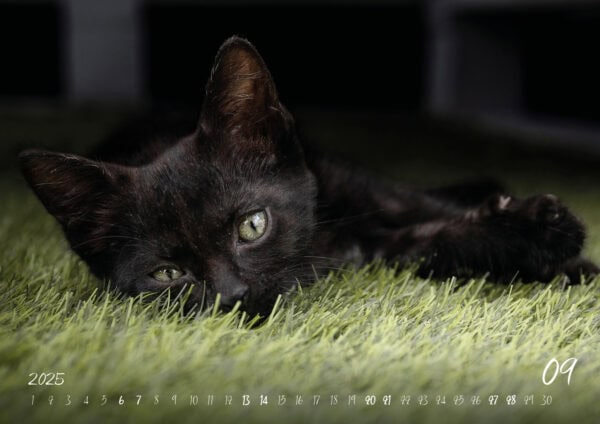 Katzen-Kalender 2025 «Rescue Cats» A3 - Image 10
