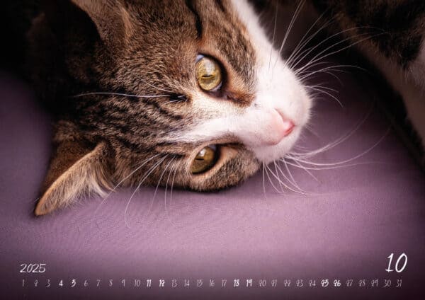 Katzen-Kalender 2025 «Rescue Cats» A3 - Image 11