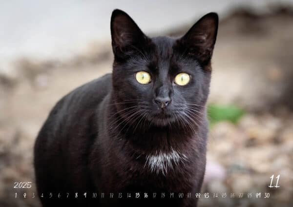 Katzen-Kalender 2025 «Rescue Cats» A3 - Image 12