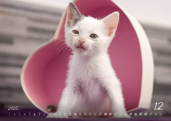 Katzen-Kalender 2025 «Rescue Cats» A3 - Image 13