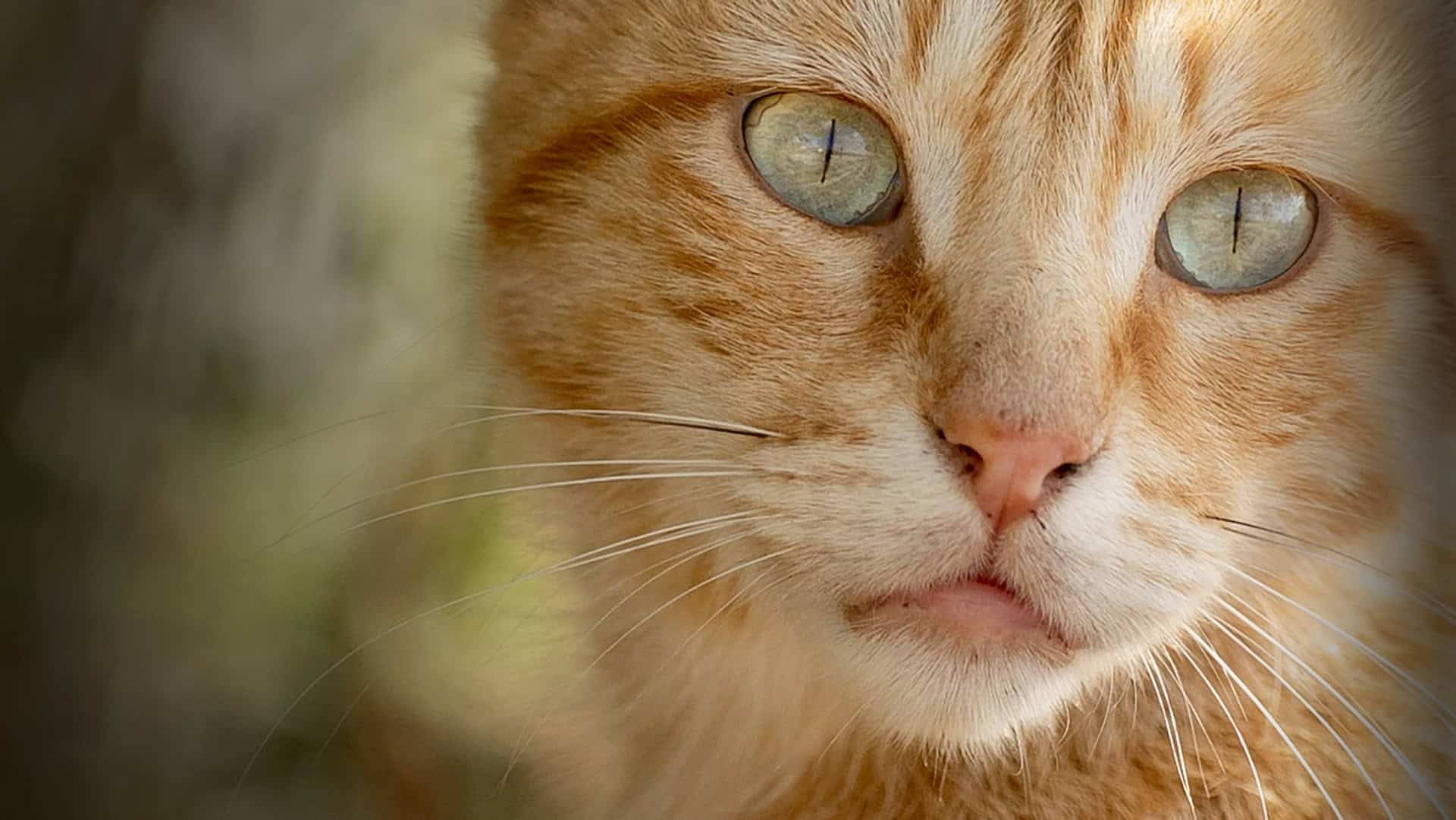 TITELBILD Ginger Hoffnung schenken