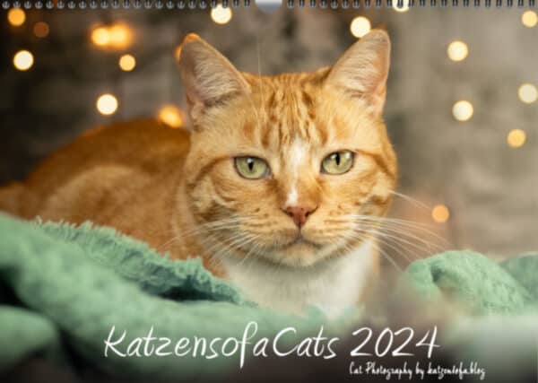 KatzensofaCats_2024_Coverbild