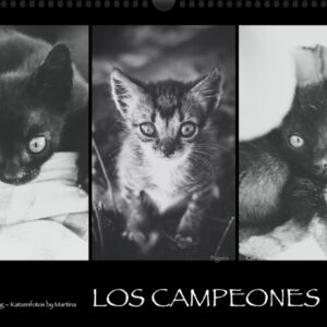 Katzen-Kalender 2023 «Los Campeones» A3