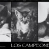 Katzen-Kalender 2023 «Los Campeones» panorama
