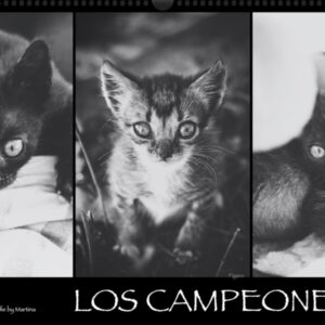 Katzen-Kalender 2023 «Los Campeones» panorama