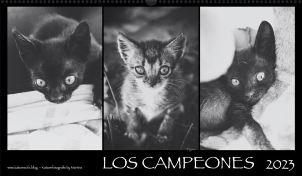 Katzen-Kalender 2023 «Los Campeones» panorama