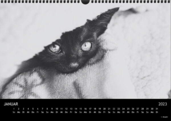 Katzen-Kalender 2023 «Los Campeones» A3 - Image 2
