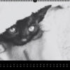 Katzen-Kalender 2023 «Los Campeones» panorama - Image 2