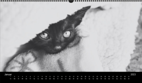 Katzen-Kalender 2023 «Los Campeones» panorama - Image 2