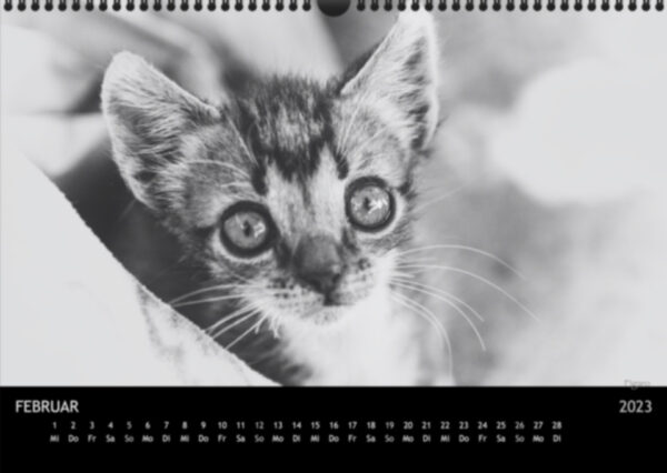 Katzen-Kalender 2023 «Los Campeones» A3 - Image 3