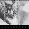Katzen-Kalender 2023 «Los Campeones» panorama - Image 3