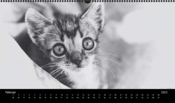 Katzen-Kalender 2023 «Los Campeones» panorama - Image 3