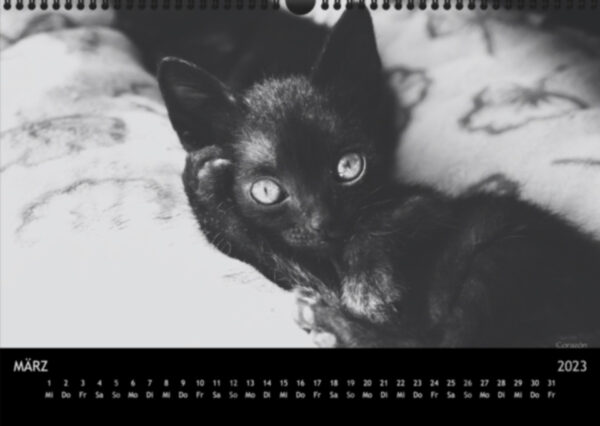 Katzen-Kalender 2023 «Los Campeones» A3 - Image 4