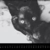 Katzen-Kalender 2023 «Los Campeones» panorama - Image 4