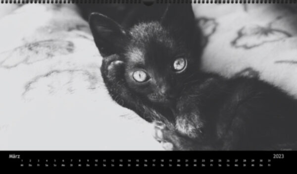 Katzen-Kalender 2023 «Los Campeones» panorama - Image 4