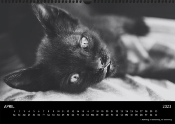 Katzen-Kalender 2023 «Los Campeones» A3 - Image 5