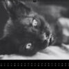 Katzen-Kalender 2023 «Los Campeones» panorama - Image 5