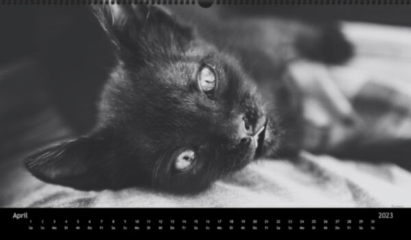 Katzen-Kalender 2023 «Los Campeones» panorama - Image 5