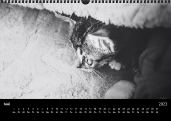 Katzen-Kalender 2023 «Los Campeones» A3 - Image 6