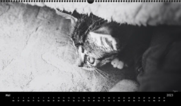 Katzen-Kalender 2023 «Los Campeones» panorama - Image 6