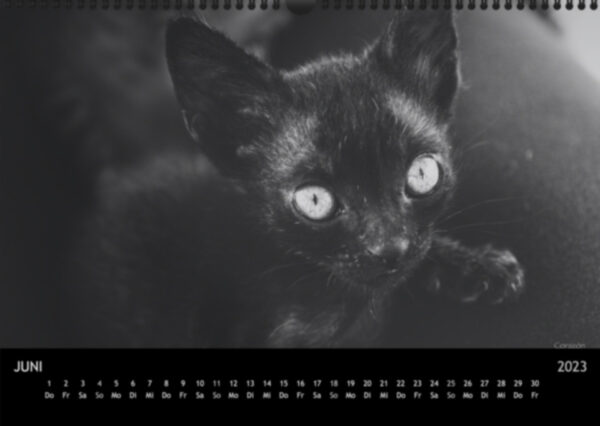 Katzen-Kalender 2023 «Los Campeones» A3 - Image 7