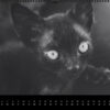 Katzen-Kalender 2023 «Los Campeones» panorama - Image 7