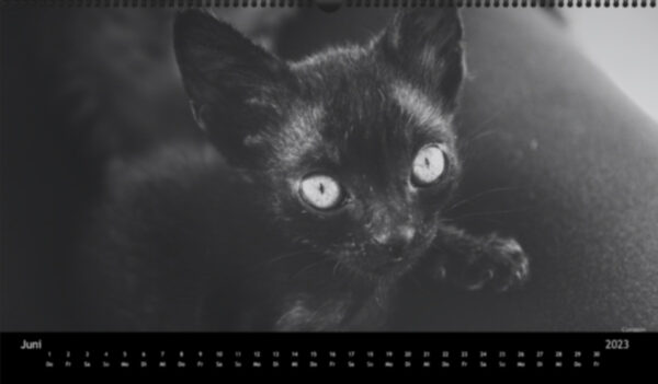 Katzen-Kalender 2023 «Los Campeones» panorama - Image 7