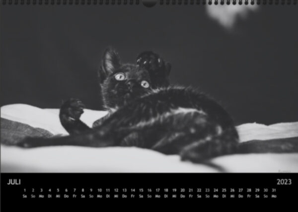 Katzen-Kalender 2023 «Los Campeones» A3 - Image 8