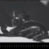 Katzen-Kalender 2023 «Los Campeones» panorama - Image 8