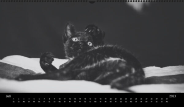 Katzen-Kalender 2023 «Los Campeones» panorama - Image 8