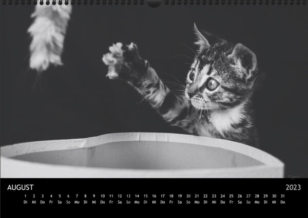 Katzen-Kalender 2023 «Los Campeones» A3 - Image 9