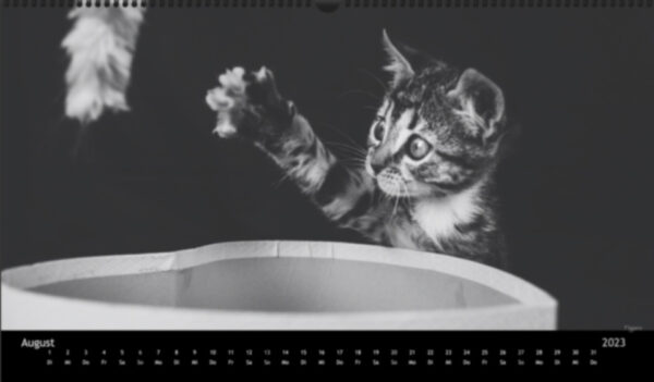 Katzen-Kalender 2023 «Los Campeones» panorama - Image 9