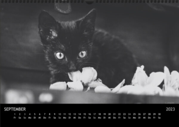 Katzen-Kalender 2023 «Los Campeones» A3 - Image 10