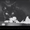 Katzen-Kalender 2023 «Los Campeones» panorama - Image 10