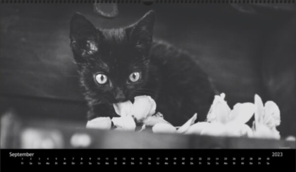 Katzen-Kalender 2023 «Los Campeones» panorama - Image 10