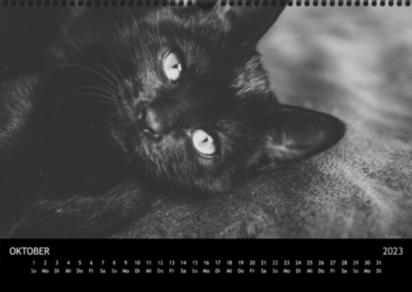 Katzen-Kalender 2023 «Los Campeones» A3 - Image 11