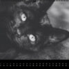 Katzen-Kalender 2023 «Los Campeones» panorama - Image 11