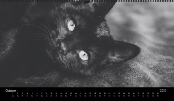 Katzen-Kalender 2023 «Los Campeones» panorama - Image 11
