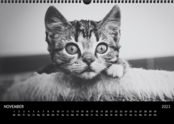 Katzen-Kalender 2023 «Los Campeones» A3 - Image 12